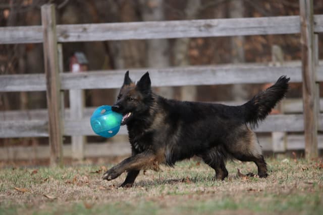 German Shepherd Dog Puppies media 3