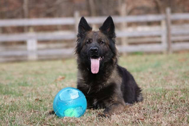 German Shepherd Dog Puppies media 5