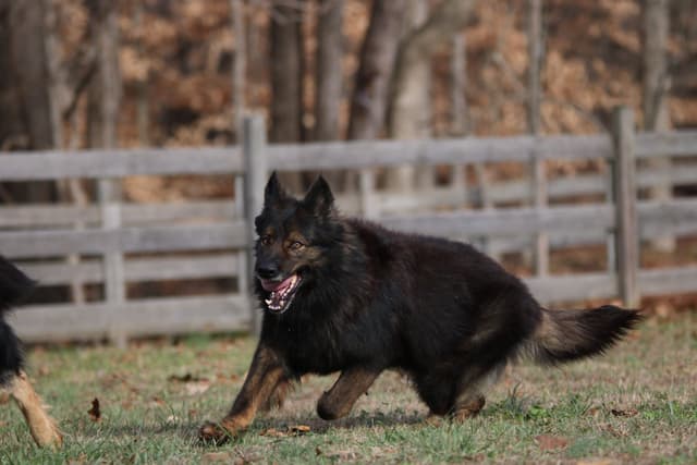 German Shepherd Dog Puppies media 4