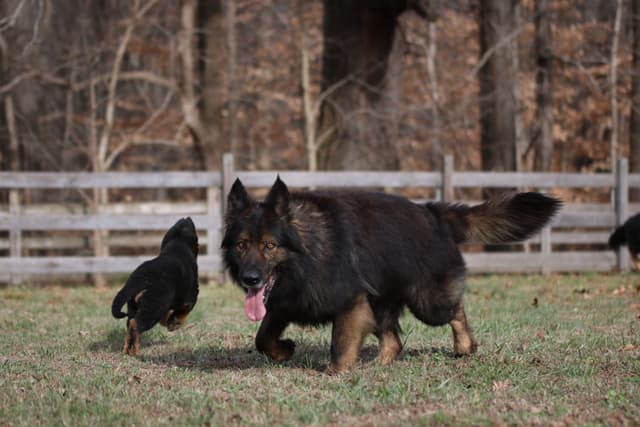 German Shepherd Dog Puppies media 6