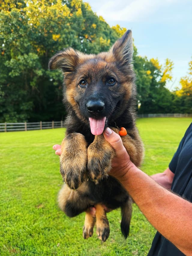 German Shepherd Dog Puppies media 2