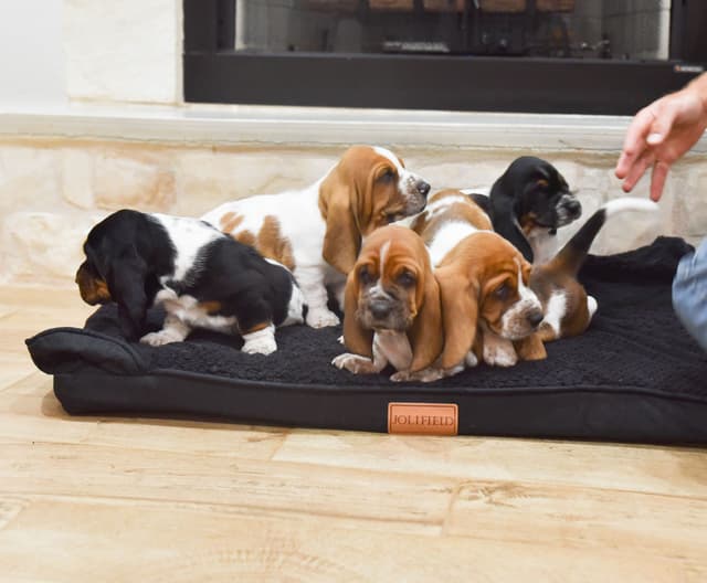 Basset Hound Puppies media 2