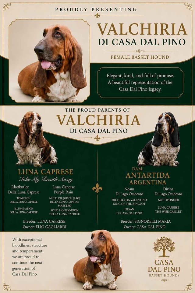 Basset Hound Puppies media 3