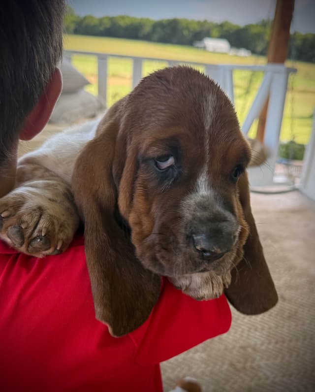 Basset Hound Puppies media 6