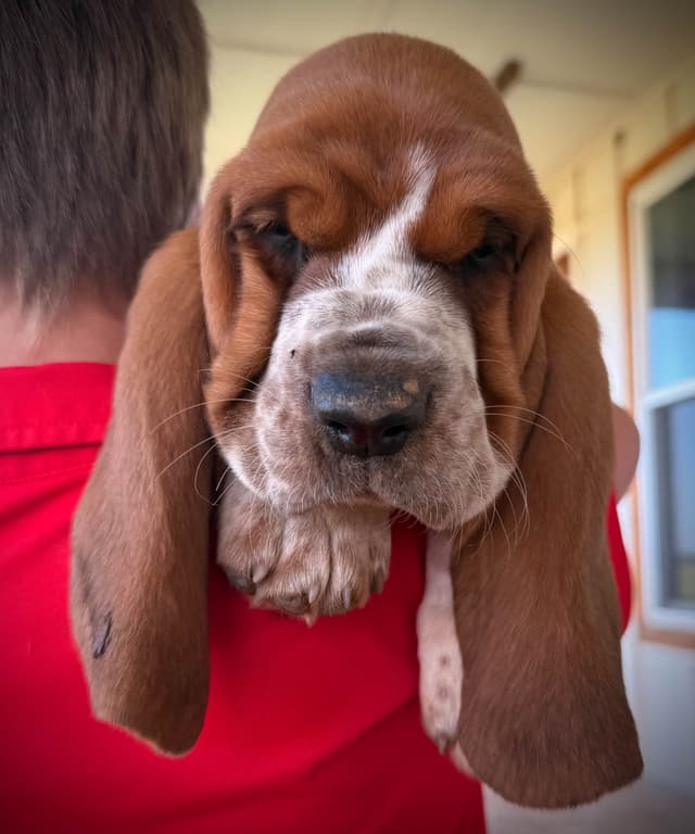 Basset Hound Puppies media 7