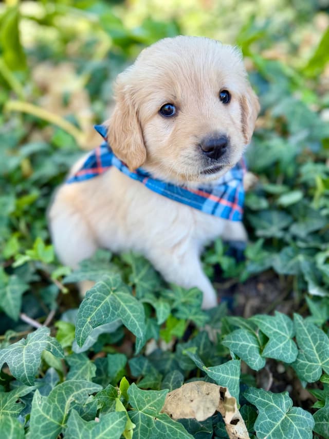 Golden Retriever Puppies media 2
