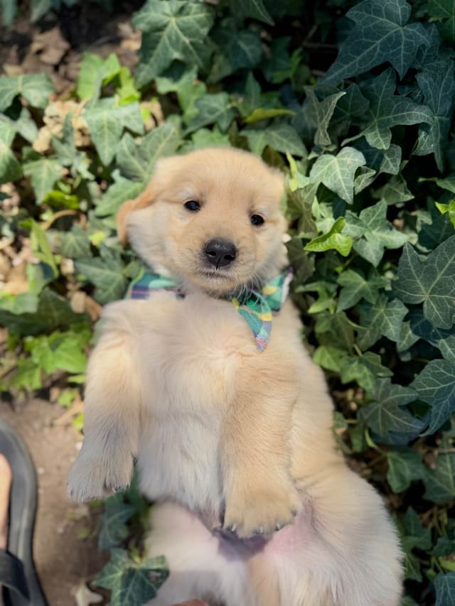 Golden Retriever Puppies media 3