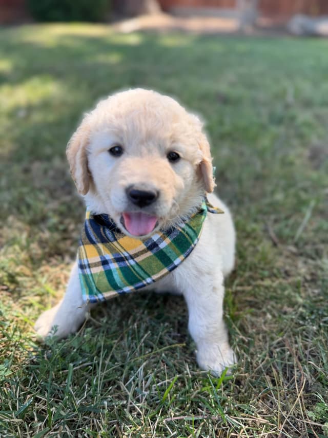 Golden Retriever Puppies media 5