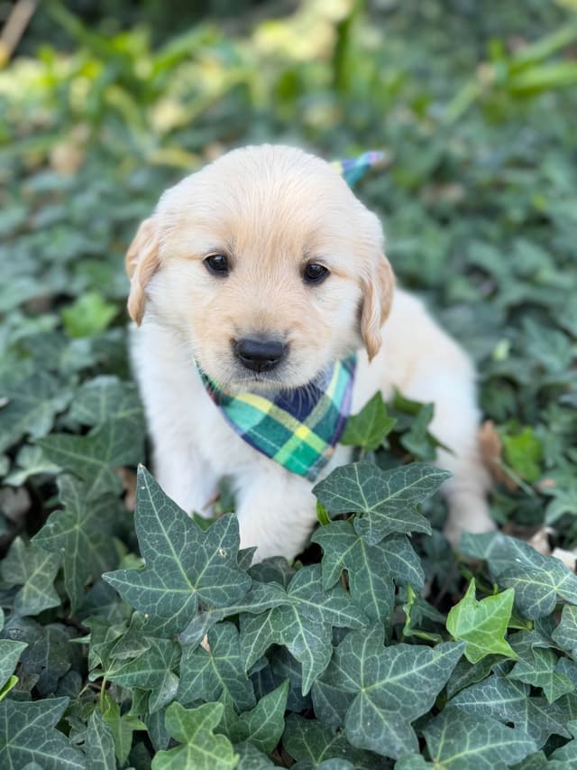 Golden Retriever Puppies media 4