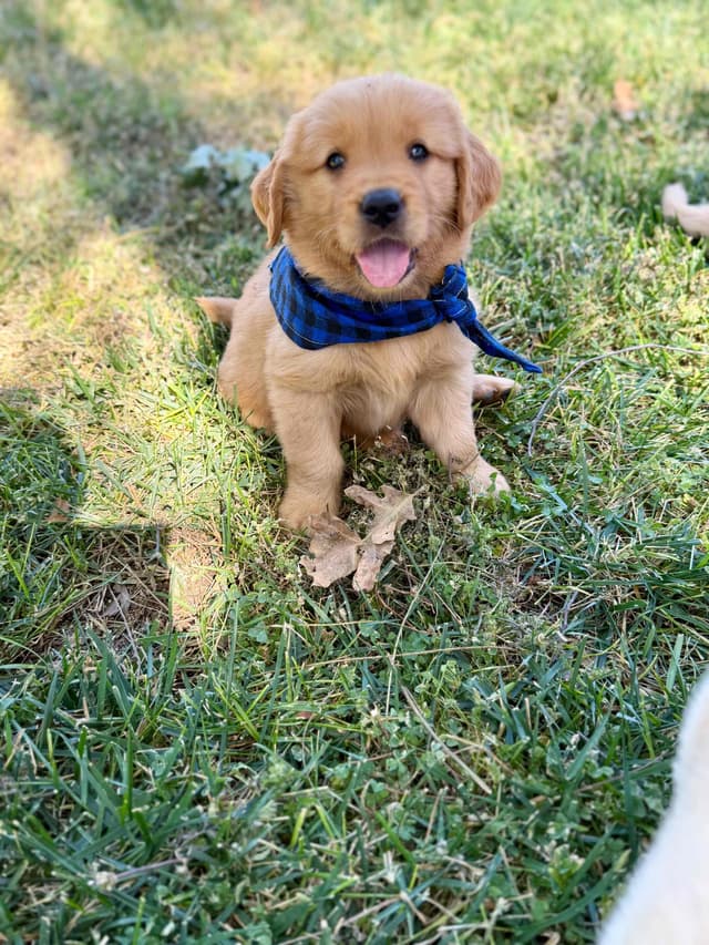 Golden Retriever Puppies media 8