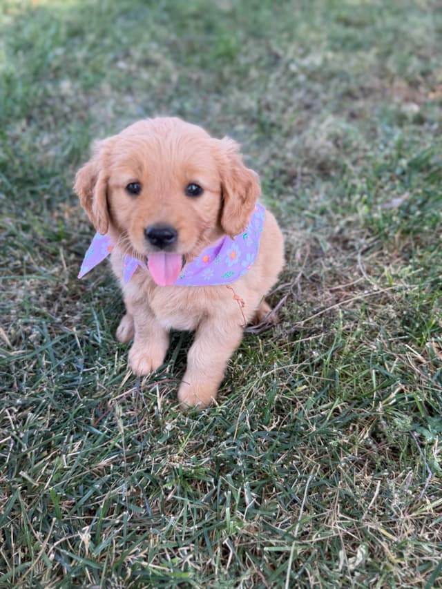 Golden Retriever Puppies media 6
