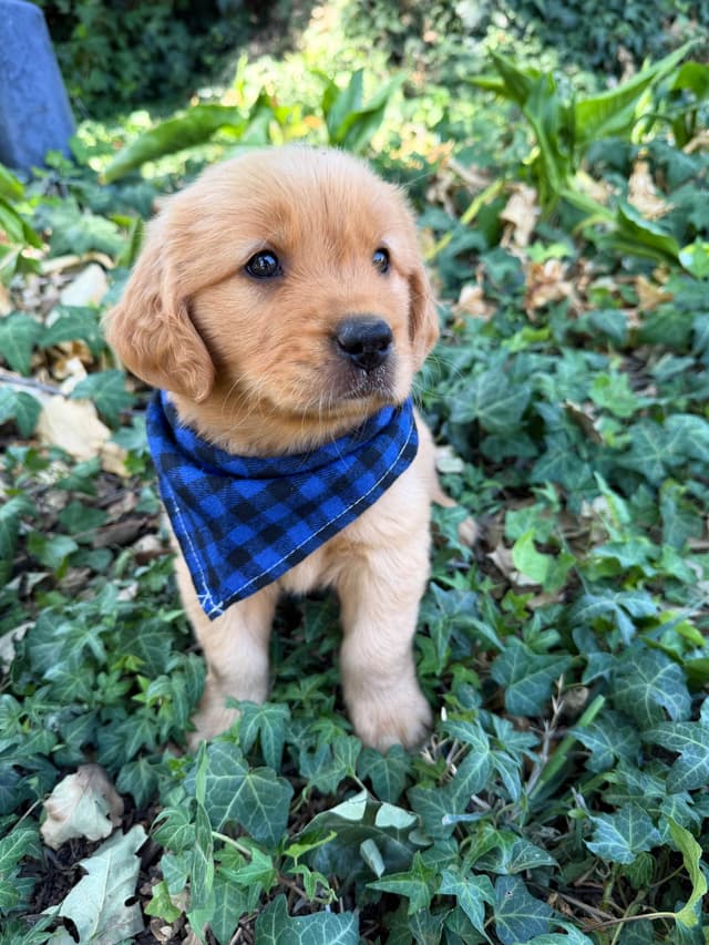 Golden Retriever Puppies media 9