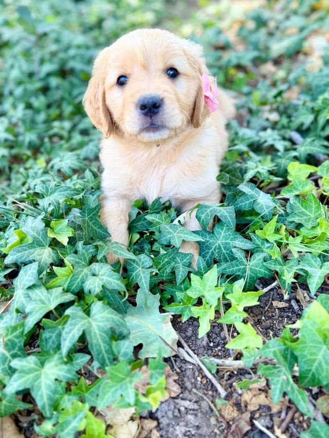Golden Retriever Puppies media 7