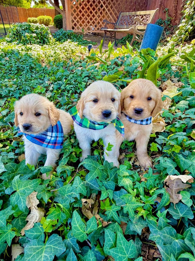 Golden Retriever Puppies media 11