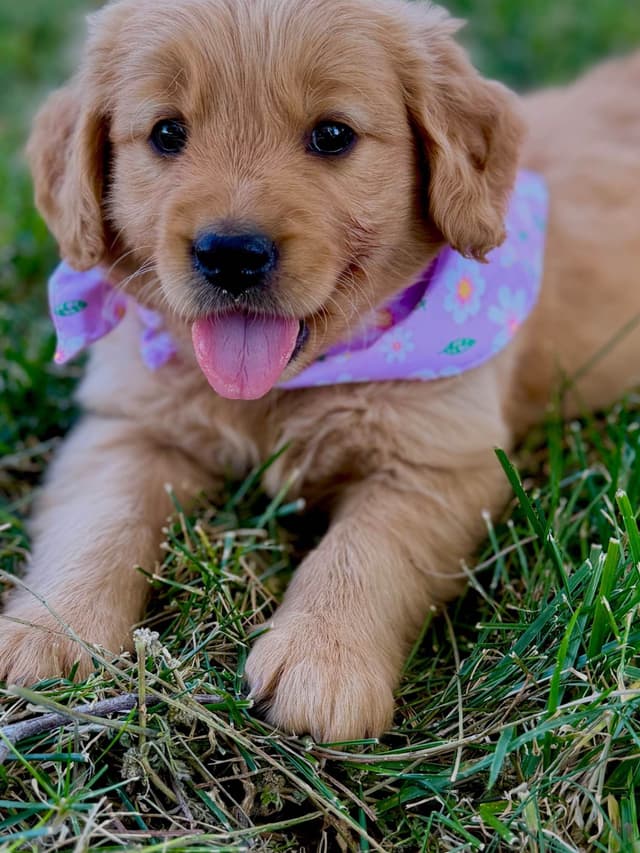 Golden Retriever Puppies media 10