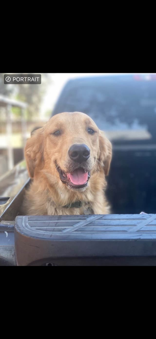 Golden Retriever Puppies media 12
