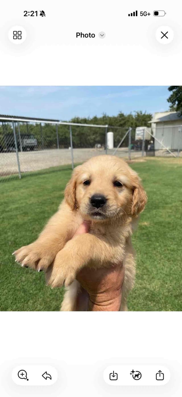 Golden Retriever Puppies media 13
