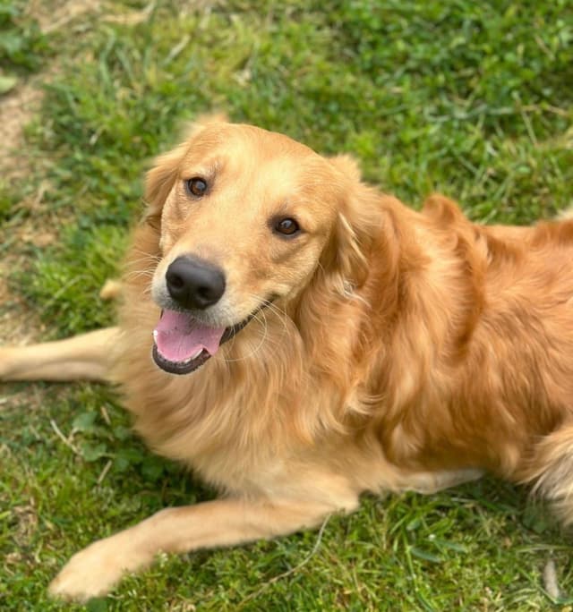 Golden Retriever Puppies media 15