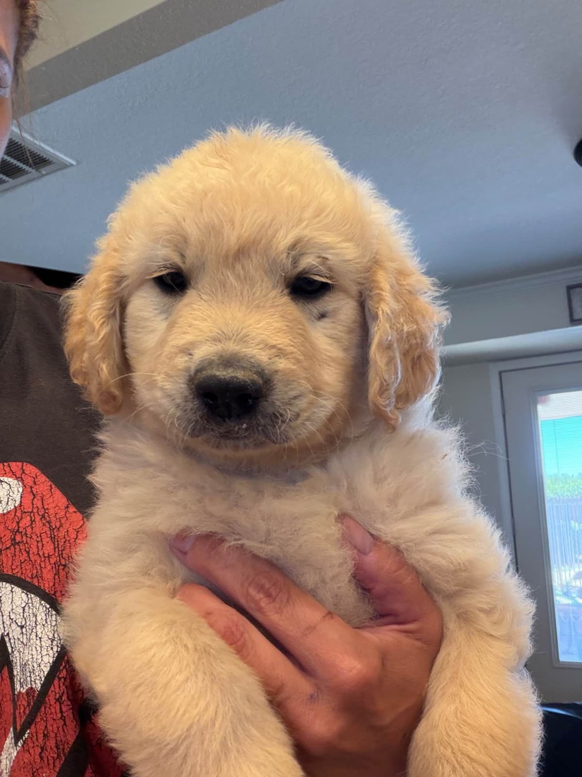 Golden Retriever Puppies breeder image 1