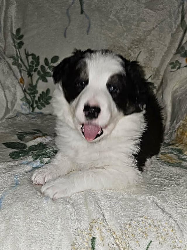 Border Collie Puppies media 2
