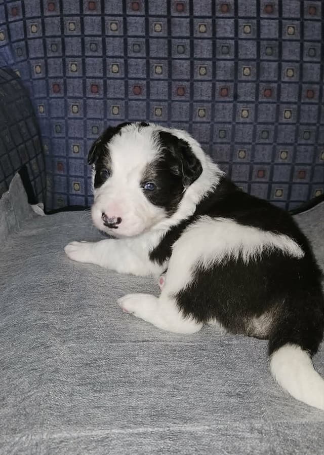 Border Collie Puppies media 3