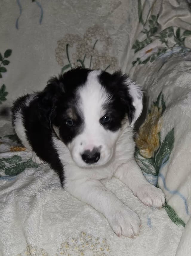 Border Collie Puppies media 5