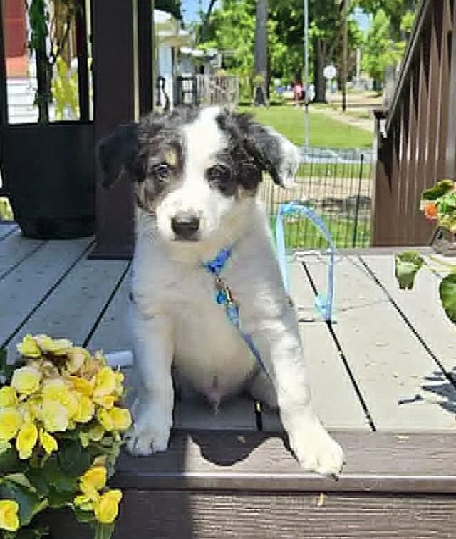 Border Collie Puppies media 6