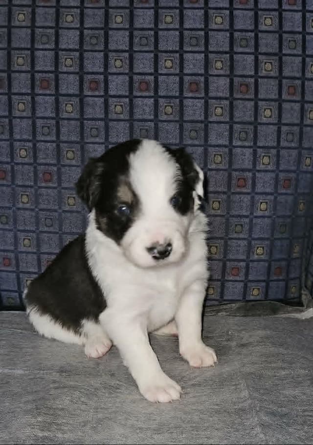 Border Collie Puppies media 7