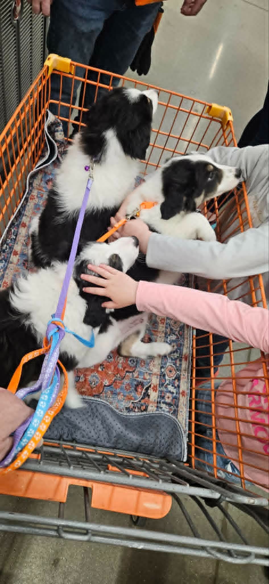 Border Collie Puppies breeder image 5