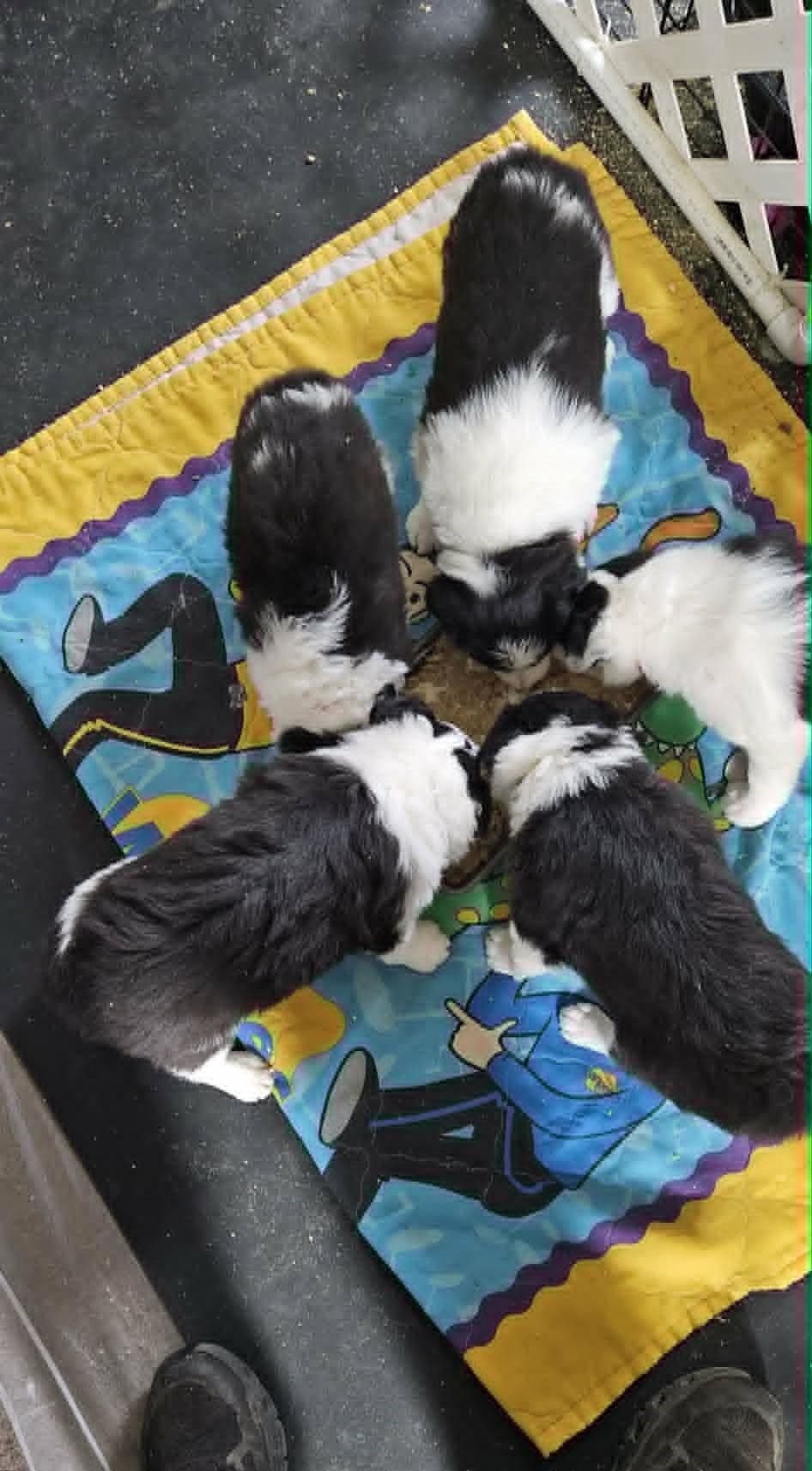 Border Collie Puppies breeder image 6