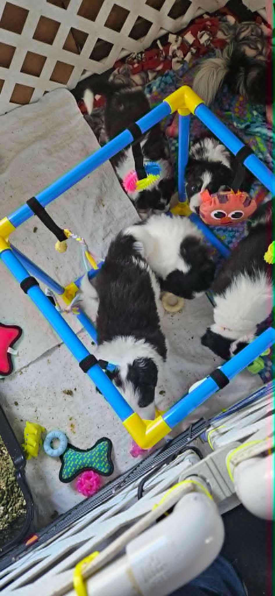 Border Collie Puppies breeder image 7