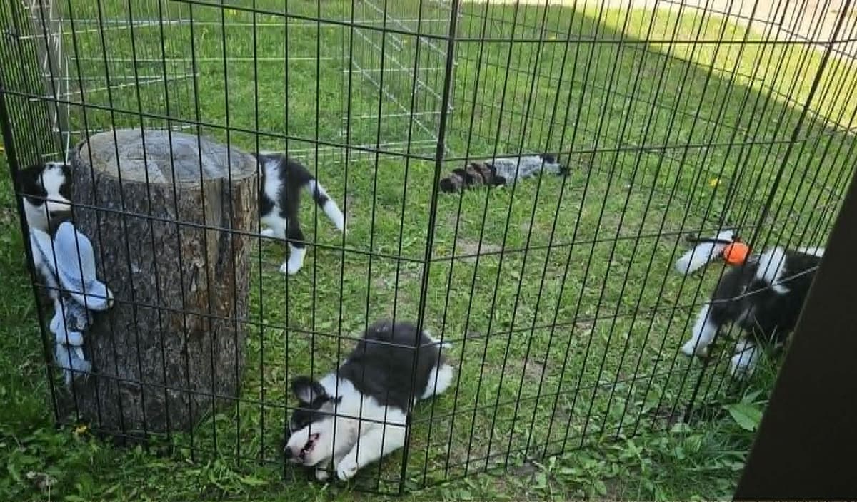 Border Collie Puppies breeder image 8