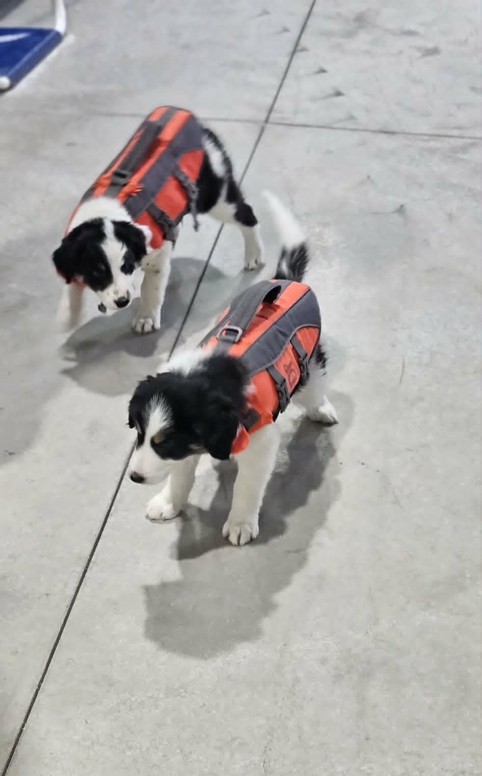 Border Collie Puppies breeder image 9