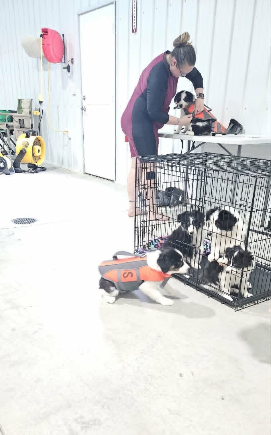 Border Collie Puppies breeder image 10