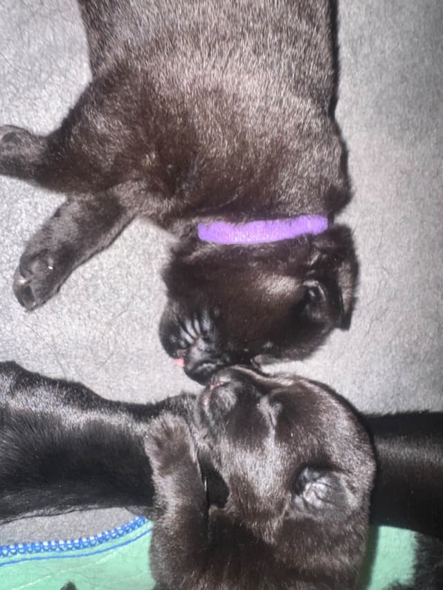 East/DDRGerman Shepherd Dog Puppies Born 5/14/26 media 2