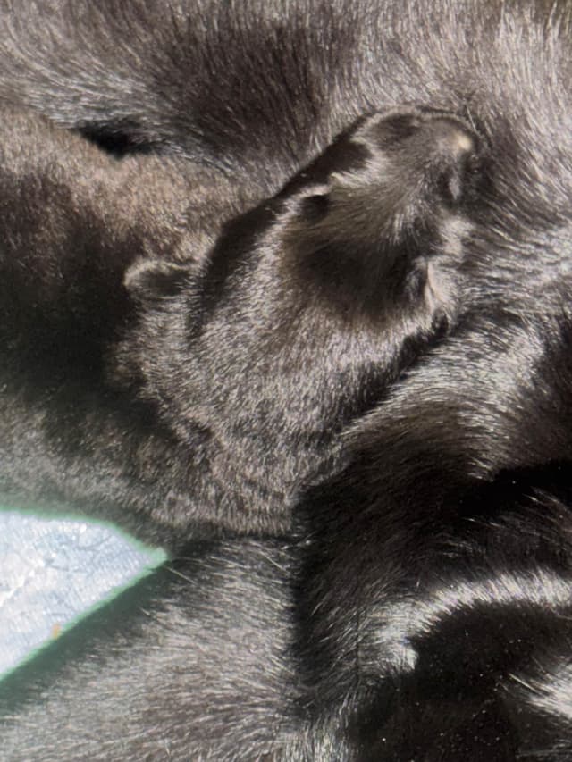 East/DDRGerman Shepherd Dog Puppies Born 5/14/26 media 5