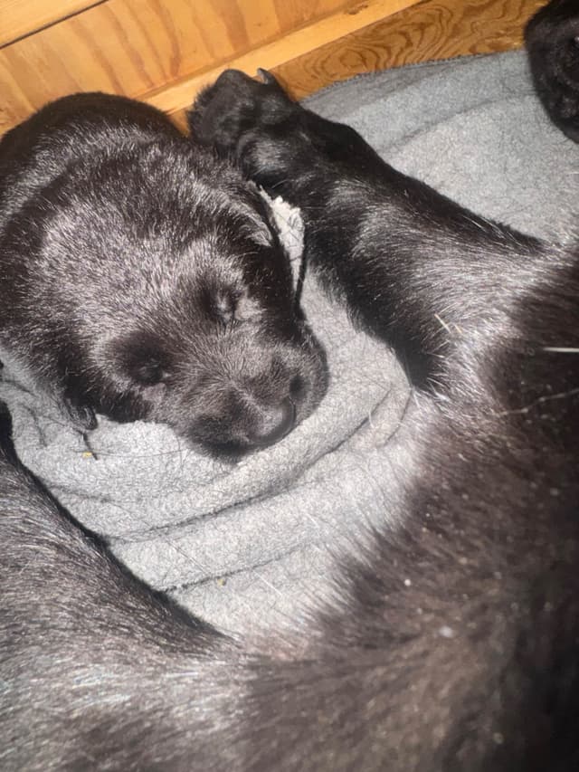 East/DDRGerman Shepherd Dog Puppies Born 5/14/26 media 8