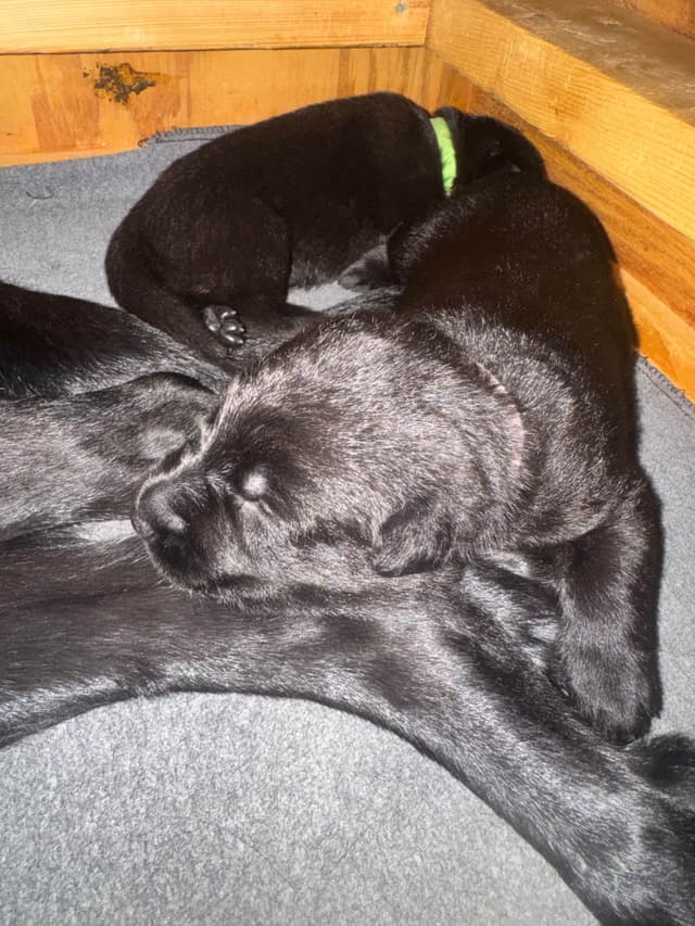 East/DDRGerman Shepherd Dog Puppies Born 5/14/26 media 9