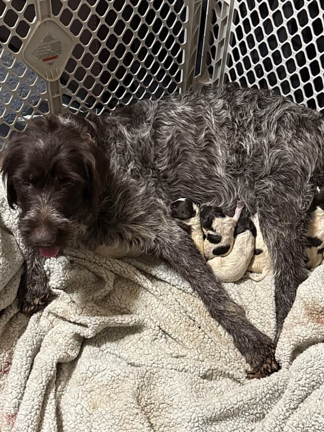 Wirehaired Pointing Griffon Puppies media 2