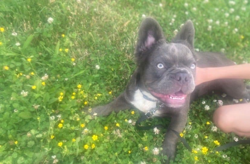 French Bulldog Puppies breeder image 2