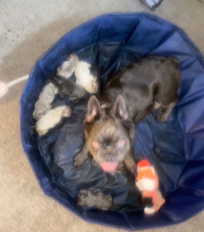 French Bulldog Puppies breeder image 1