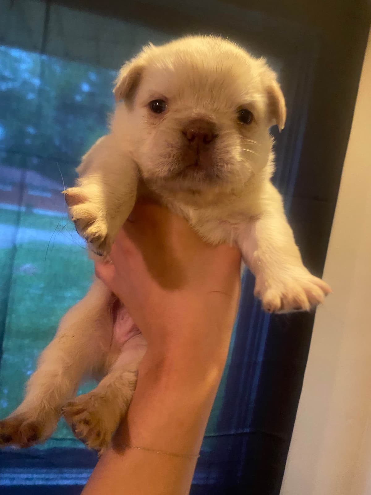 French Bulldog Puppies breeder image 4