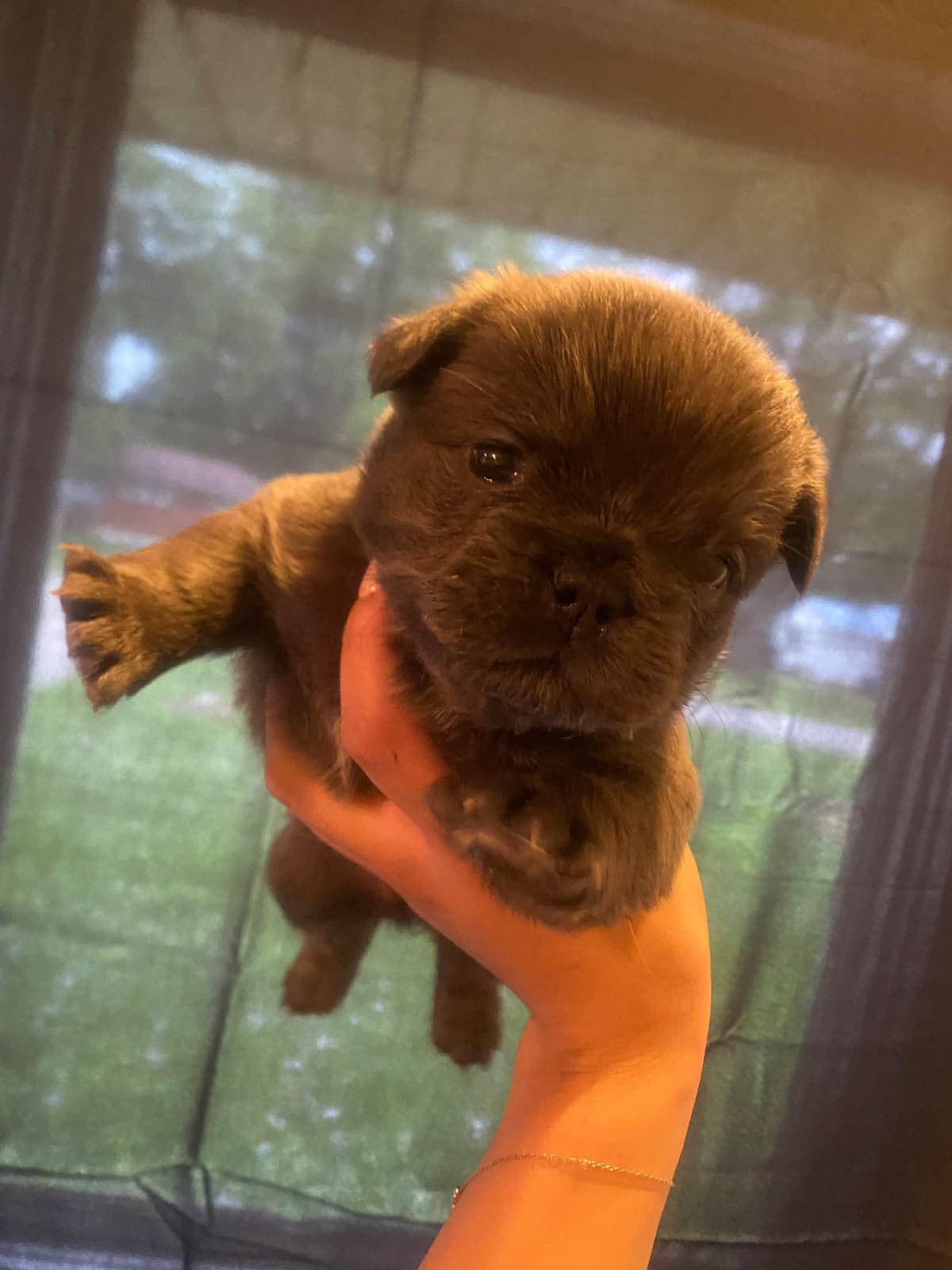 French Bulldog Puppies breeder image 5
