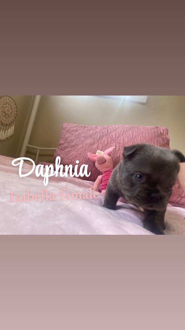 French Bulldog Puppies media 3