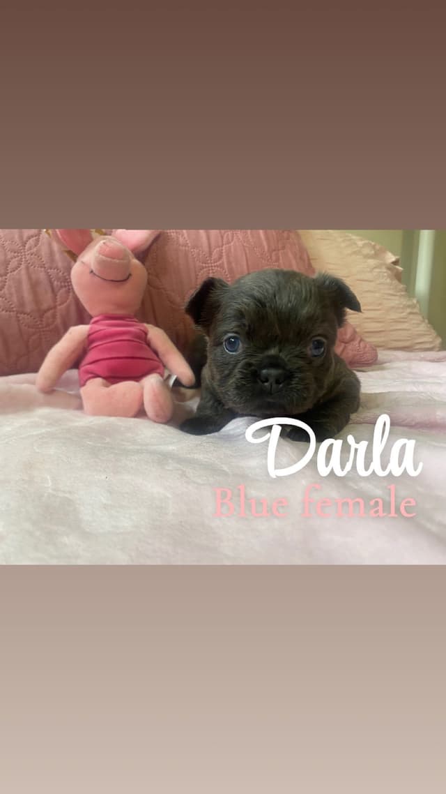 French Bulldog Puppies media 4