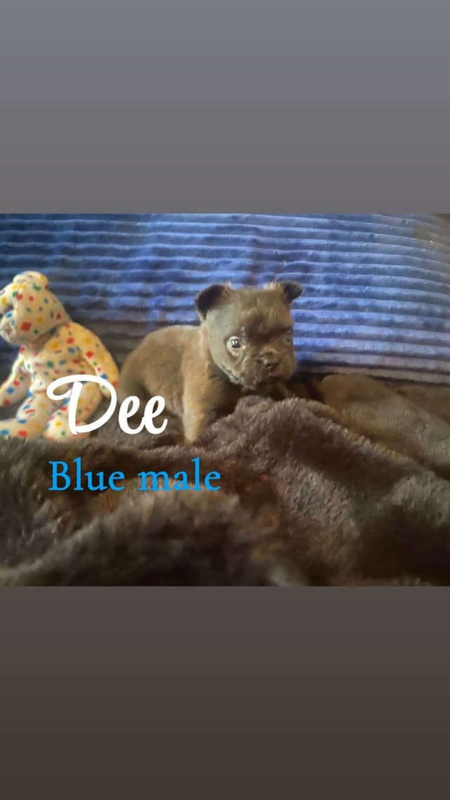 French Bulldog Puppies media 5