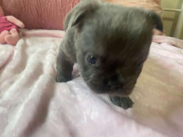 French Bulldog Puppies media 7