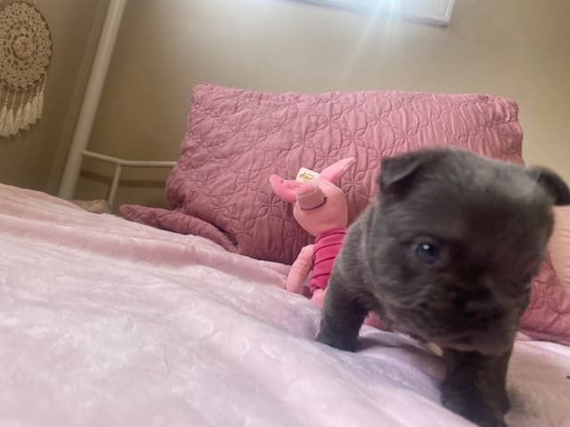 French Bulldog Puppies media 8