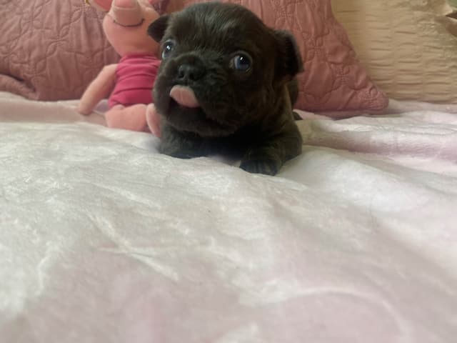 French Bulldog Puppies media 9