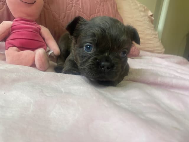 French Bulldog Puppies media 10